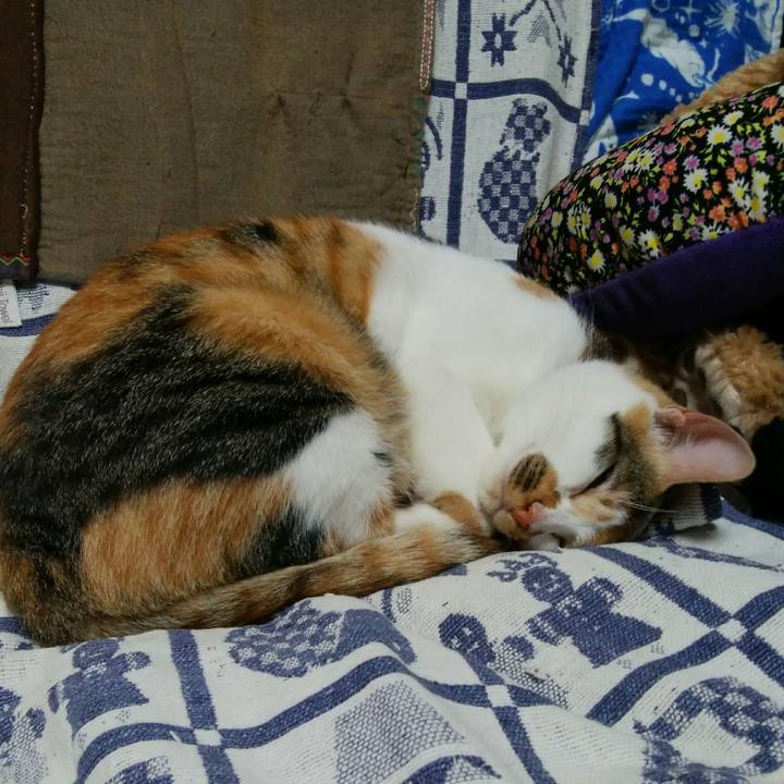 5fcecf2c d0b9 4b7c a765 3d3d61f49ff3 1508061234069