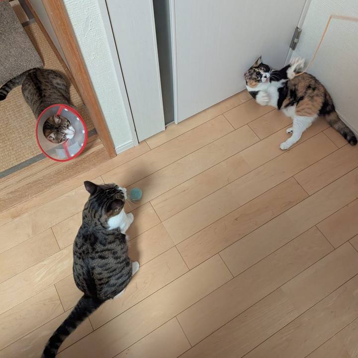 5fd06a7c d766 4928 998d 43114b1e2ce9 1761713822754