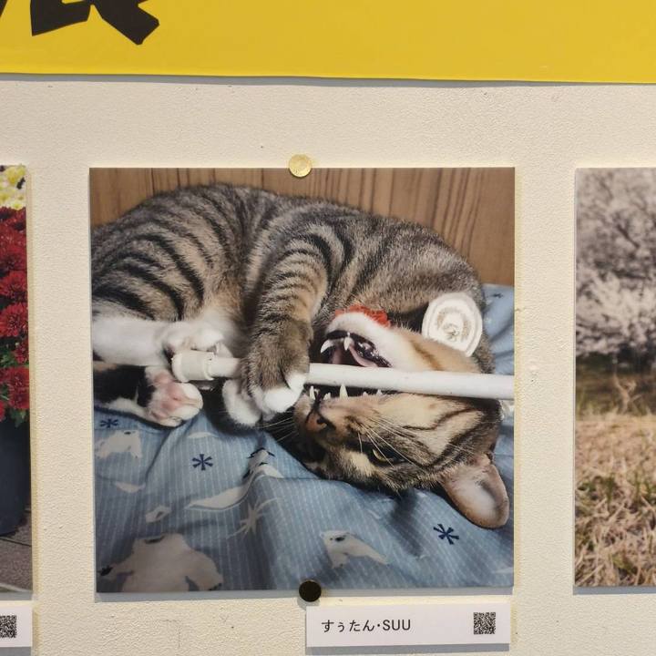 5fd1ae6d 78d8 491b b28a 2a1d6c2b98d9 1765253663508