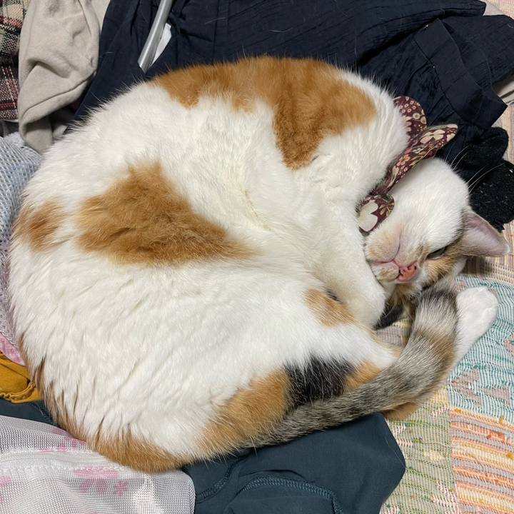 5fd3a04b d0b3 40cb 92f1 2e1668f3aaf8 1761566812555