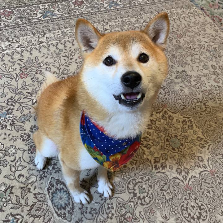 5fda8e74 ac1c 499d 8978 ea1e8cefce88 1571226254830