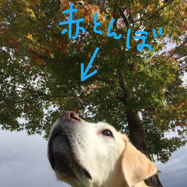 5fdb954c d41b 486e b426 5d3e963f28a8 1509431997860