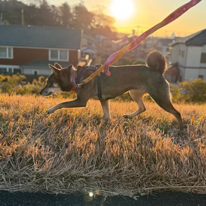 5fdd256a 940a 4732 8836 1d75f55f1a39 1765016531423