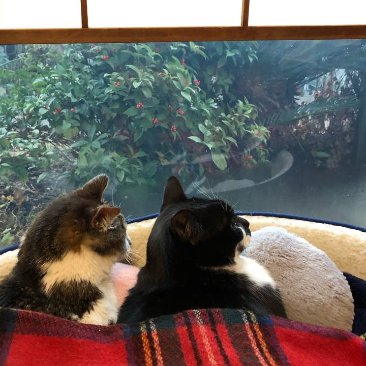 5fdea423 b790 40f5 996e b7a880879e4c 1544739707444