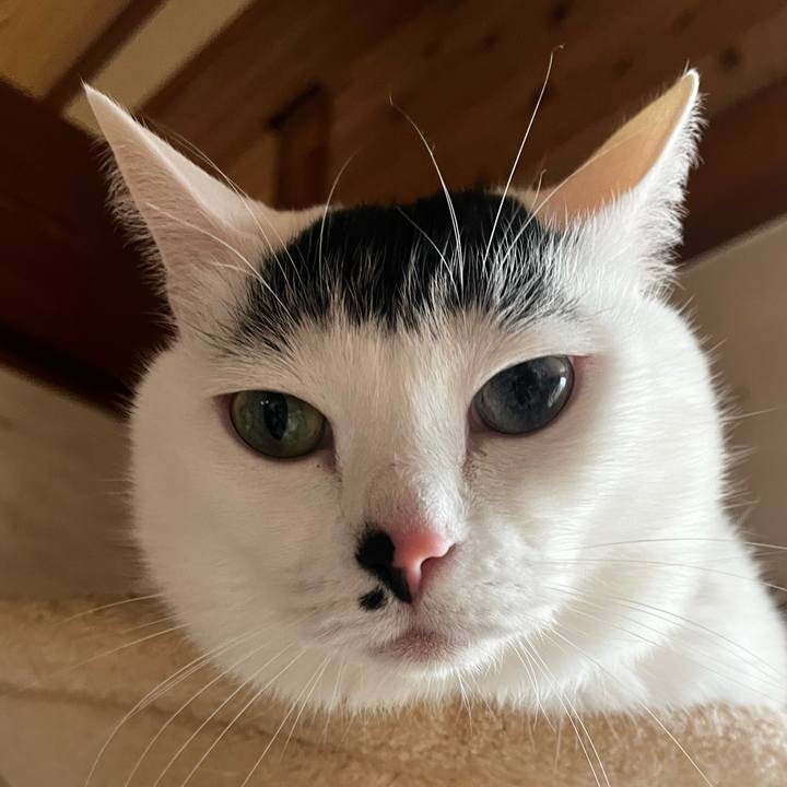 5fdf50a9 74c4 41fd a69f 11a05cb031d8 1767407061795