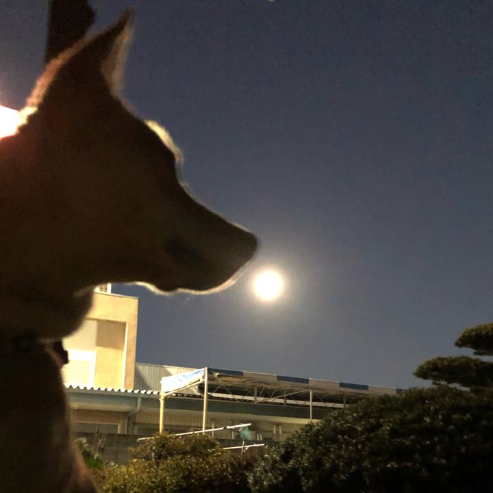 5fe00f77 3477 44ab aa9e 67e1f9b2c517 1547974698808