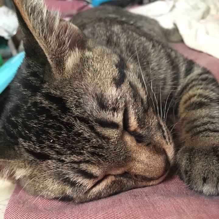 5fe0953c bc16 4c26 86f3 308784830320 1540542939648