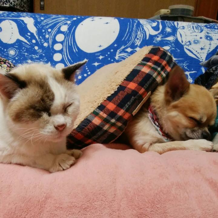 5fe44e4b 2c6b 46fa bdda c3799dcb14a6 1511351897288