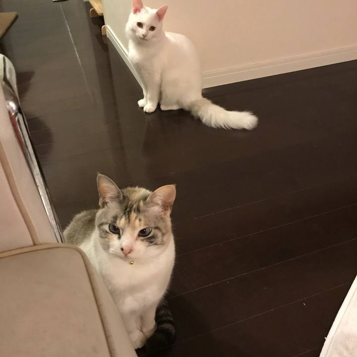 5fe4e203 afe7 4bd2 b7bd bb219b525dcd 1518266257241