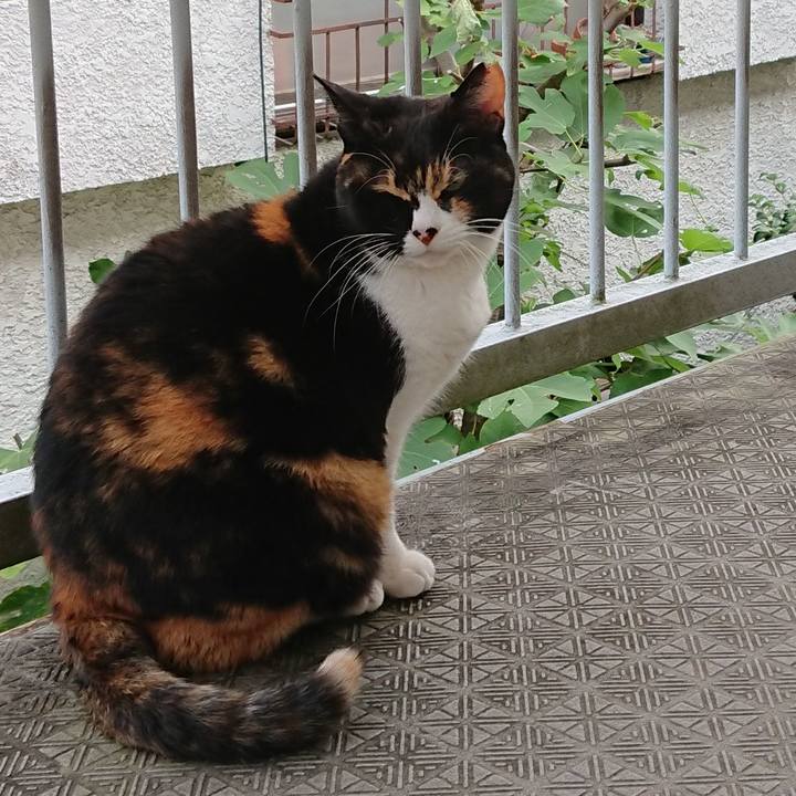 5fe4ff66 3cef 4b5a b93f 3251c0f5d15b 1604184791844