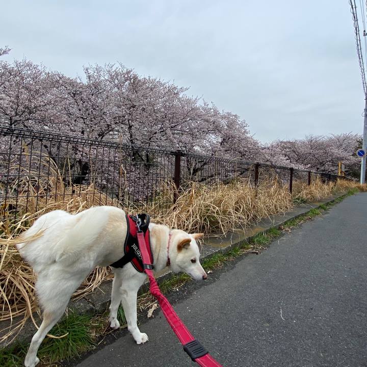 5fe63e7a e470 44cf 87d0 8c9cff8dc4a4 1585818137226