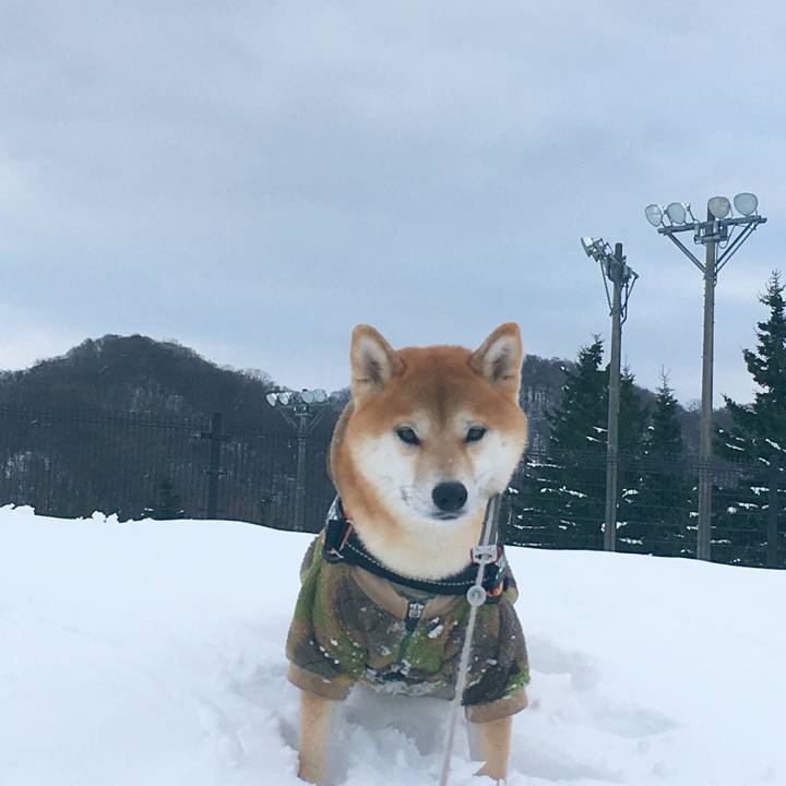 5fe829be b472 415d a305 a51a3898cfb0 1511830202416