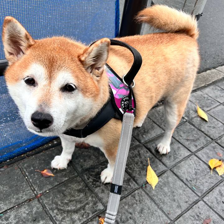 5fe8ecfb edaa 4218 9364 d24a946b1fc3 1730528314949