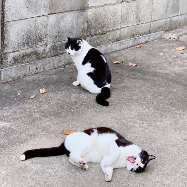 5feaeca8 9a28 4864 9582 b7329a0f9de4 1542781377649