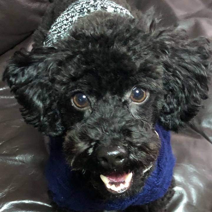 5fee1aae 28de 4378 a12a 0014c3c8a20f 1547260847926