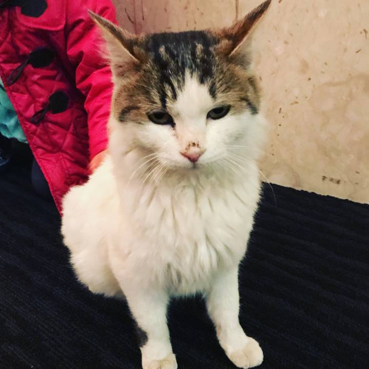 5fef0c15 c0c2 43cb 86b0 1bf542af26b3 1513428240799