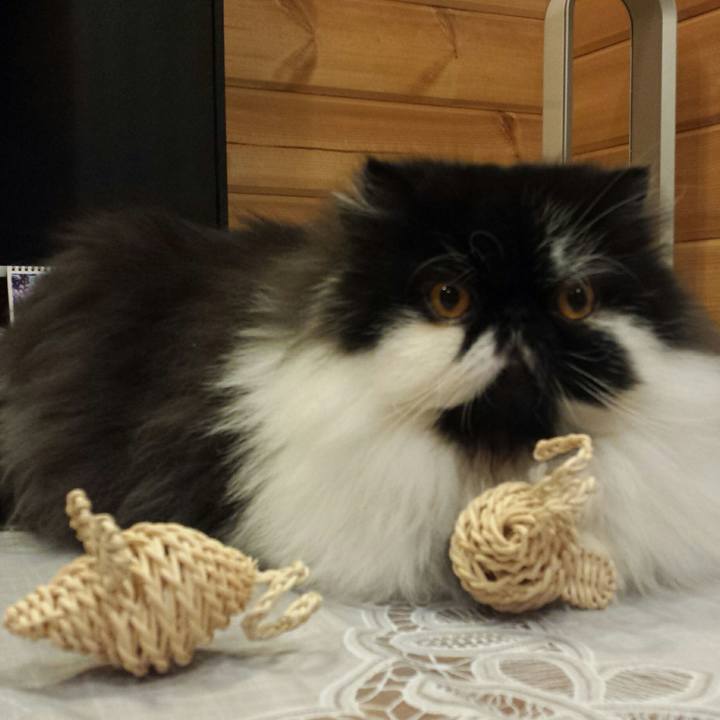 5fef7712 c987 4401 8c91 bbae027bbddd 1517115958276