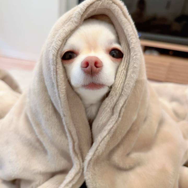 5ff2a7c4 c856 4cd1 9a98 55a924f2b47c 1709200409901