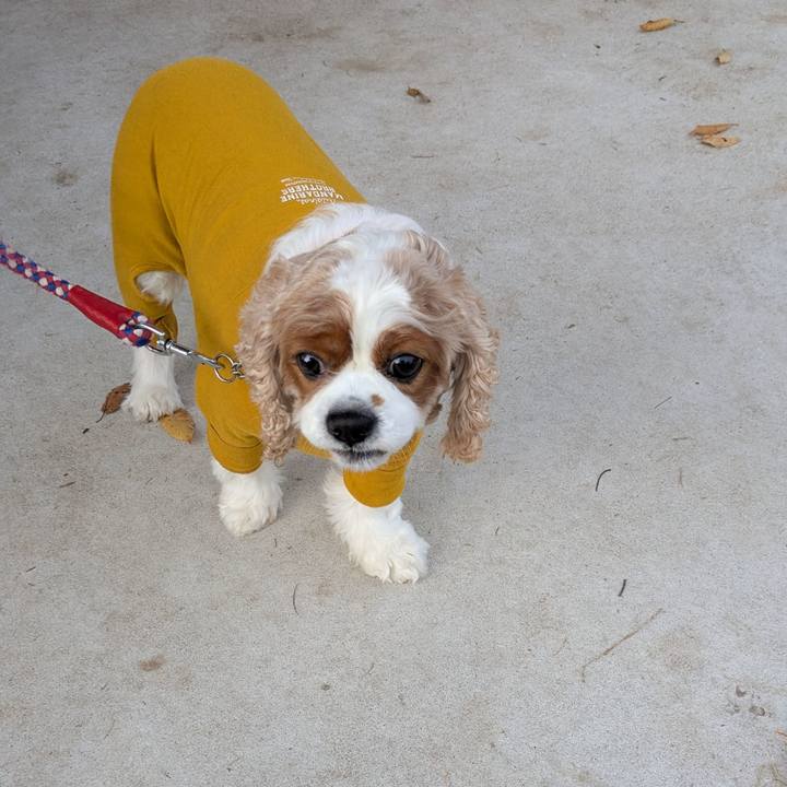 5ff2f7af e0d3 4220 8a2a 252fd7d5263e 1762326702270