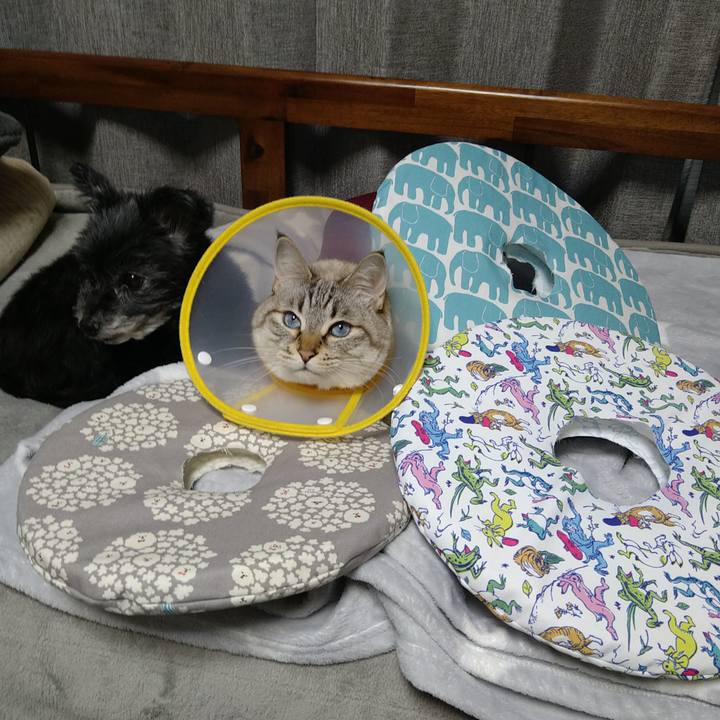 5ff3c2fd 485a 4f63 85c9 1bb560da024e 1737813155594