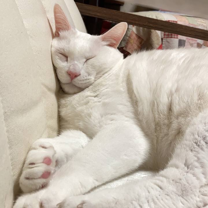 5ff8113a e3f9 4c4f 95cf d480bc876838 1666020479017