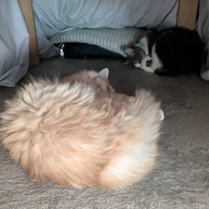 5ff9ab80 2f3f 444c 9069 14f7e915304b 1764479624919