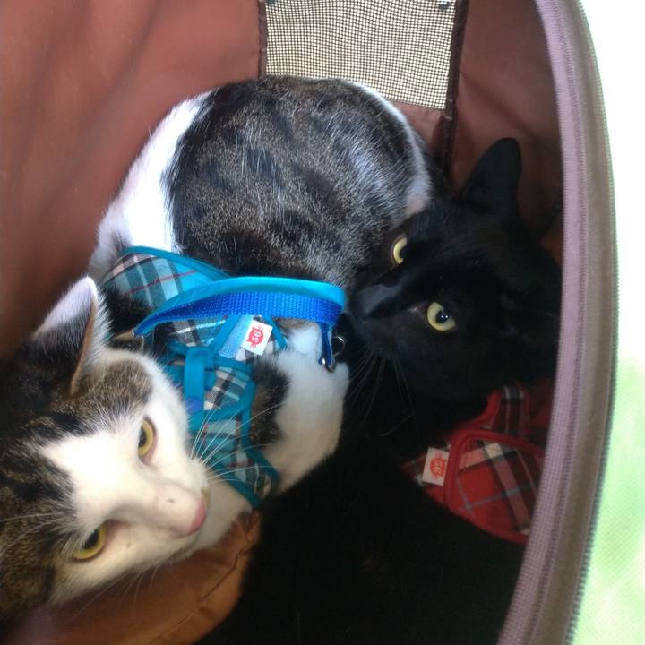 5ff9ba11 5b75 4359 8f1a 560ab4330681 1562981590373