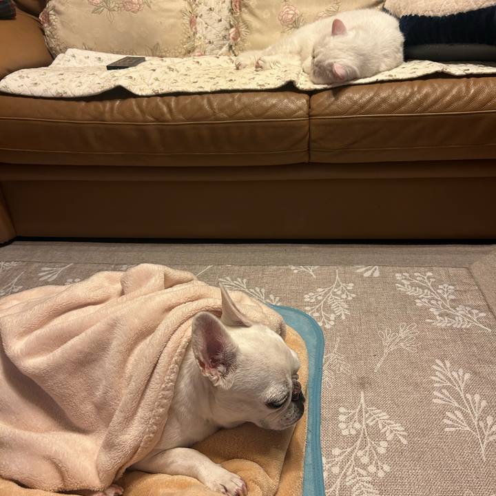 60008a03 ab65 476f 98bc a8d5f892a0c3 1762084658036