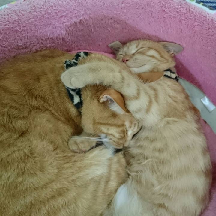 6002df0a d1f1 4d1e 89d2 0a69d7a0dc32 1543735350336