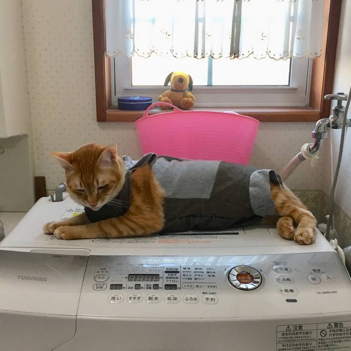 600b9663 1b77 4cf4 8e77 270e74cbd548 1541479197614