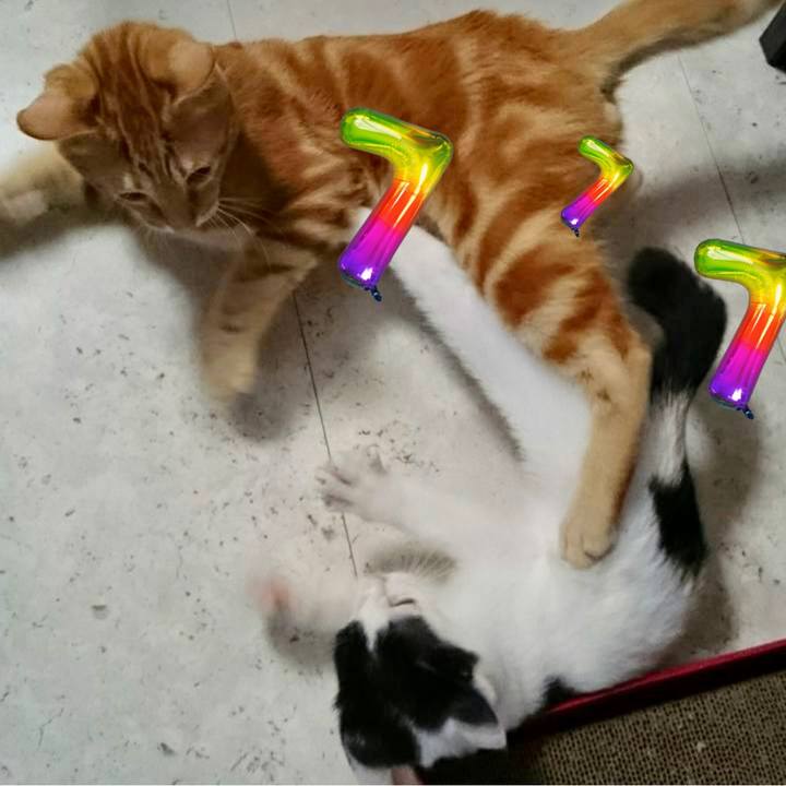 600bb810 bace 4983 9fee df33a0498ab7 1686436008825