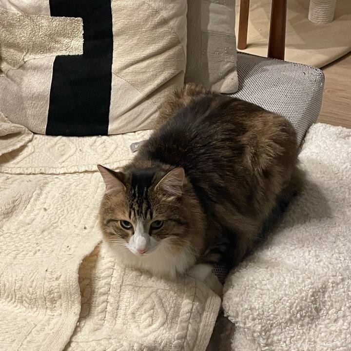 600cd233 8b71 4467 a385 6b3cb1c79b51 1761798603281