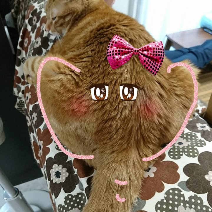 600d9066 7ecc 4214 abf4 5c4b7c25b5ca 1534112979416