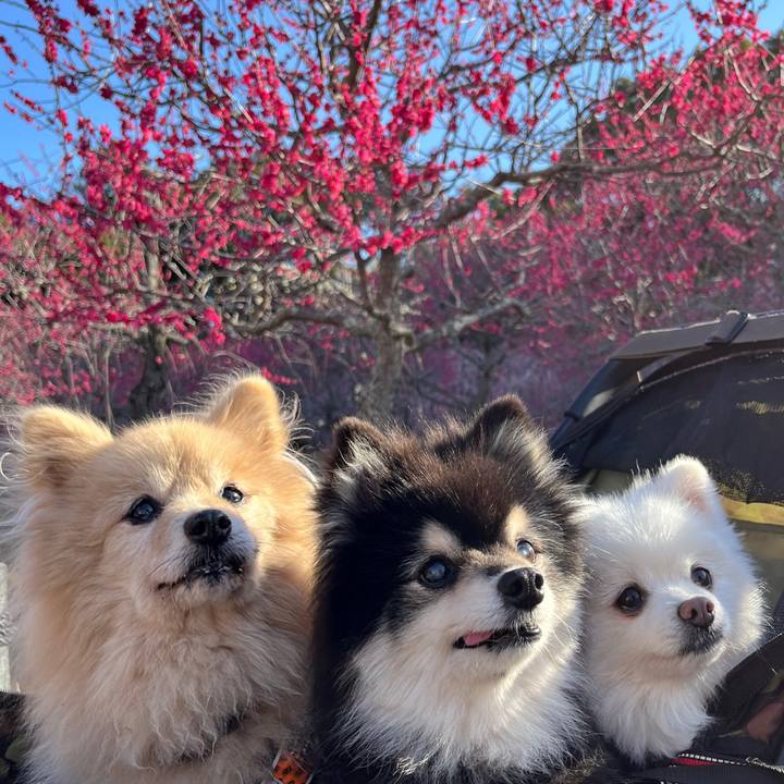 600fc7bb 7676 4538 bf4b 620240db7dd1 1772365698430