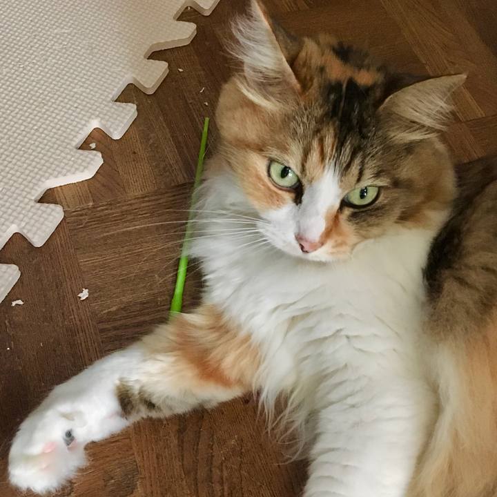 601237bd c790 43b0 96a3 79468a691574 1596858470929