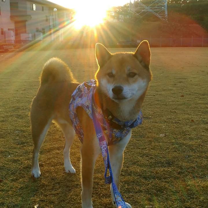 6012978b 700c 4e9b ae13 69e4ccc3abc1 1511421149431