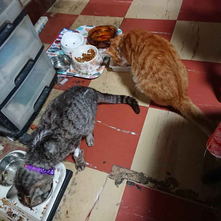 6015109e 7d8c 483d a8a1 18df17d9f9f0 1595486355695