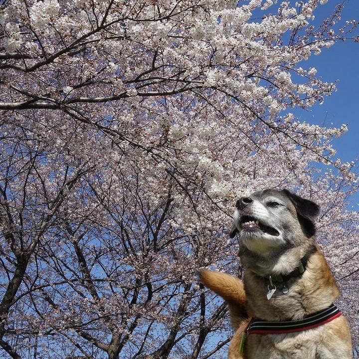 601539f9 4f29 450b bda8 1ca562d61b05 1521941193047