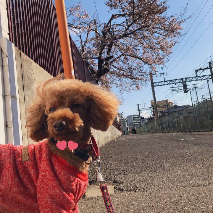 60174a09 f4a4 4e1d 805c d29b9cecd66d 1553997662187