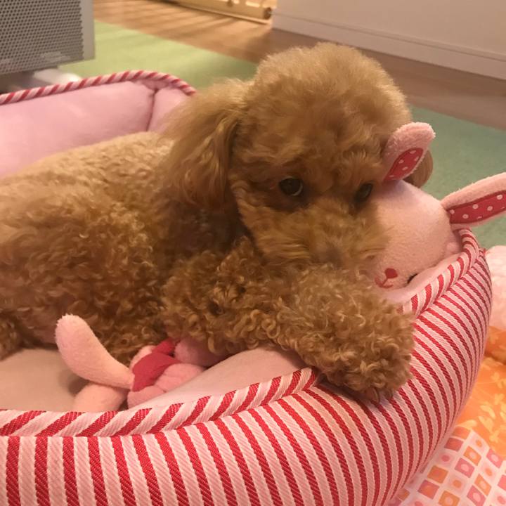 60177d8c 93f5 4025 a2b7 6aae03f73796 1522506096610