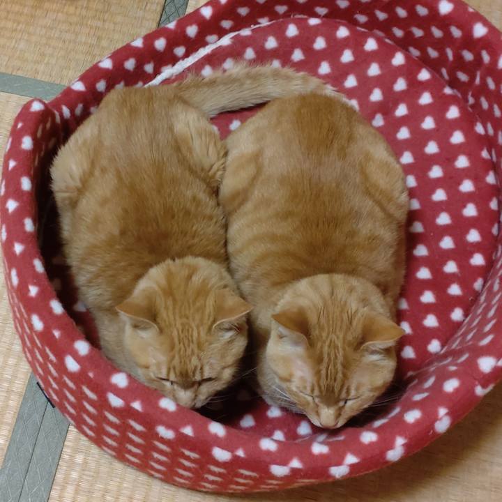 6019a334 1f4a 4aca 9519 011cb29798c6 1681912737180