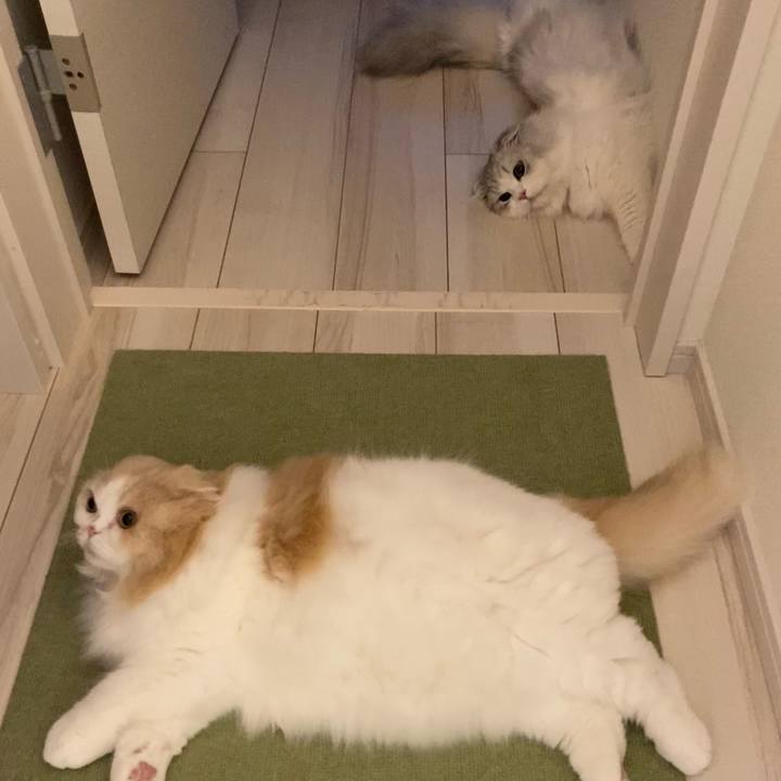 601d03e4 8388 4d05 9e84 733a936e4865 1621551252147