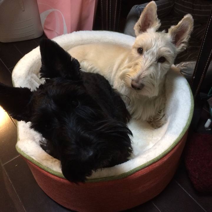 601d371b 20af 40c1 9007 5cd045b41429 1513971232810