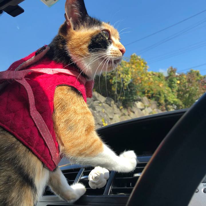 601e92fa cfa5 40bd 9bd2 66e173ad5a09 1604383156820