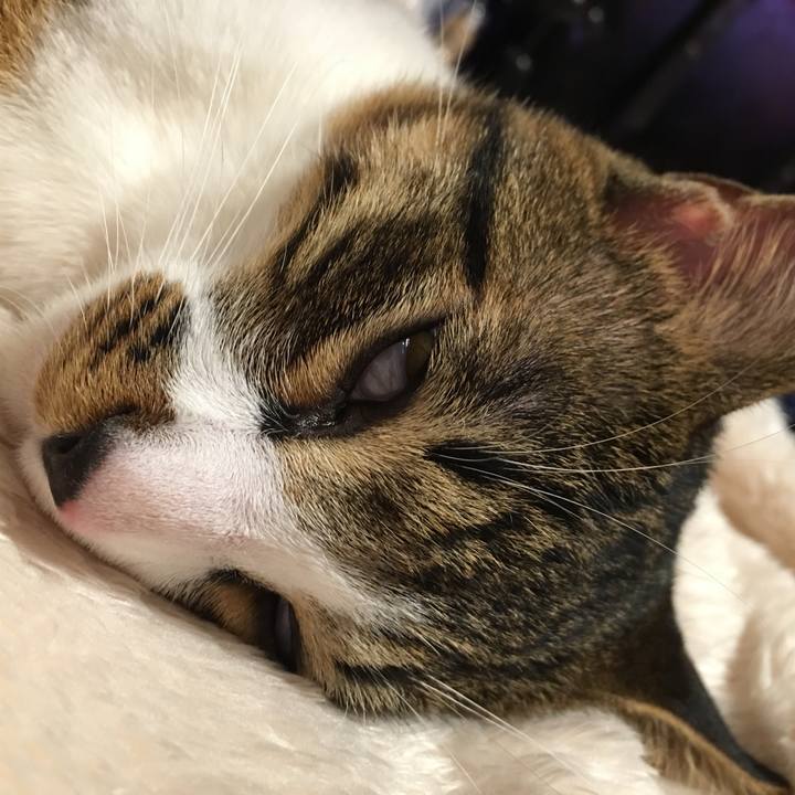 6024bcd4 40c4 44fa b4ee c53b6ac4abd9 1513686210472