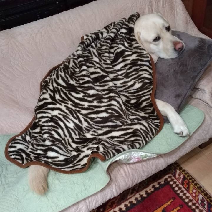 602544e0 dd3c 4820 9a6c 8dd231db636e 1575463255651