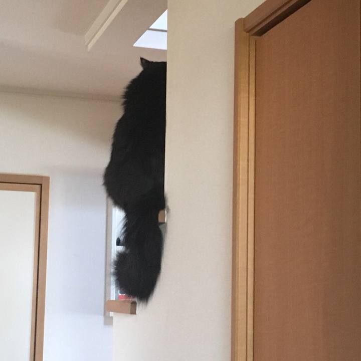 6025e91b c1b4 4fdf 94a7 801942b2318c 1552964525789