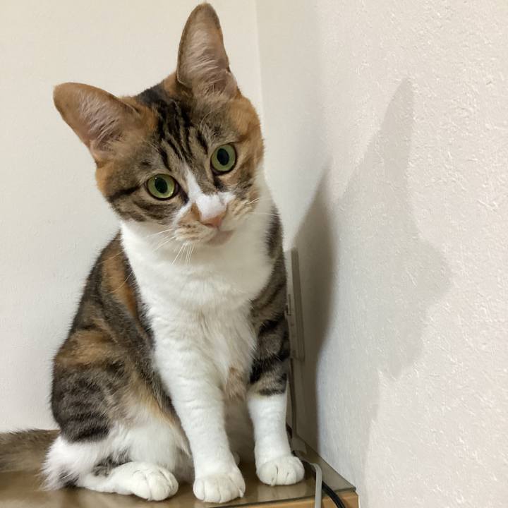 60274f06 a6c0 40bf 8c58 13154edaba30 1759142401479