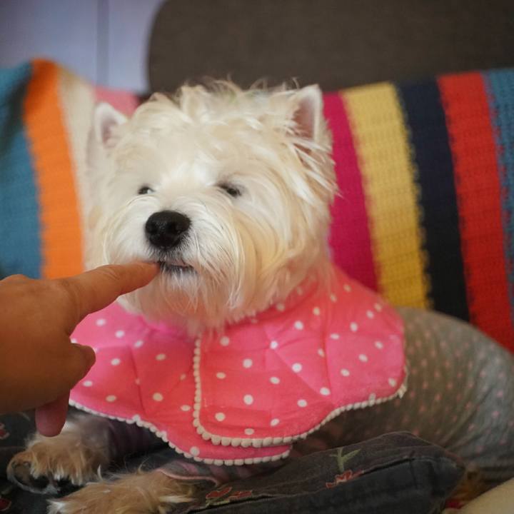 602aa3fe 2f96 422c 9c41 134793f63c0b 1513167014643