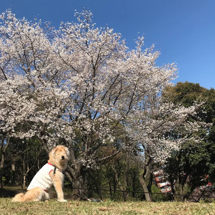 602af168 6209 43bf acce 68f23530b37b 1554272482476